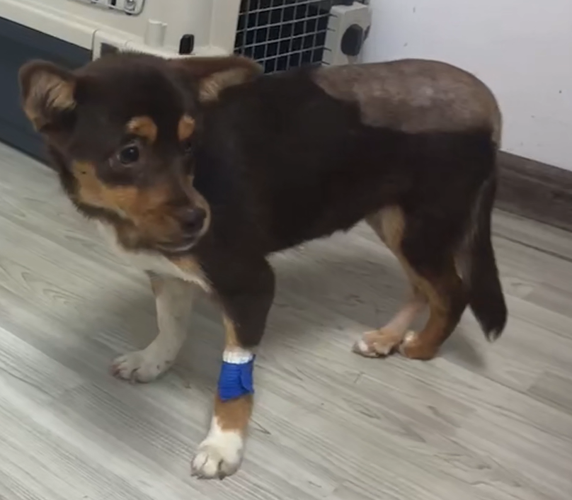 VetMedix Case Paylaşımı