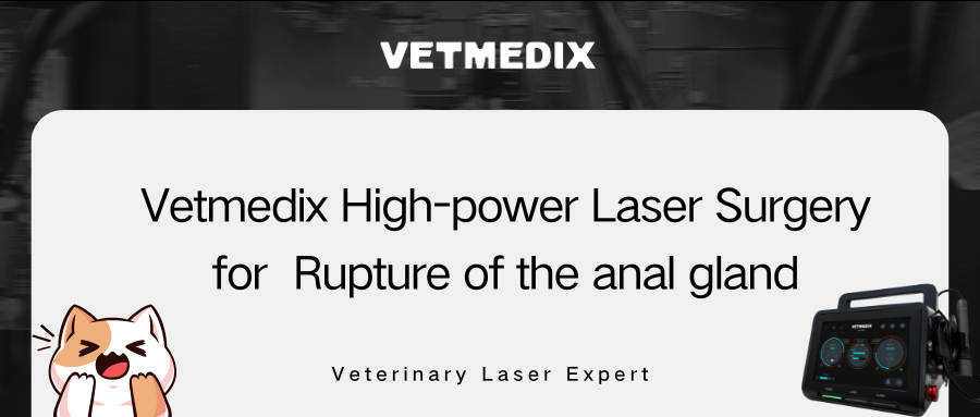 VetMedix Case Paylaşımı 丨 Anal bezin yırtılması üçün yüksək güc lazer əməliyyatı