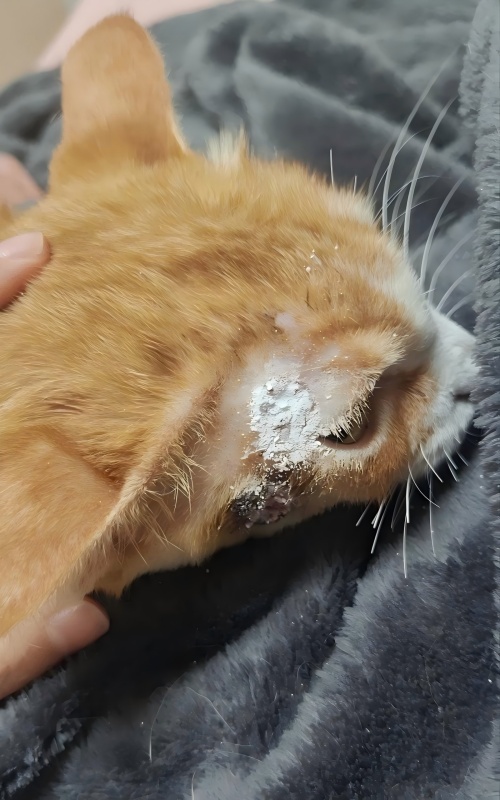 VetMedix Case Paylaşımı Thection Dərinin xorasının müalicəsində yüksək enerji lazer terapiyasının tətbiqi vəziyyəti