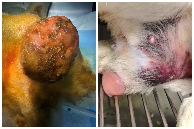 Vetmedix Case Paylaşımı - Prostatik genişlənmənin müalicəsində yüksək enerji lazer terapiyasının tətbiqi