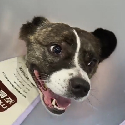 VetMedix Case Hesabatı 丨 Kəskin nevrit müalicəsində bir canine xəstədə olan məişət lazer terapiyasının istifadəsi