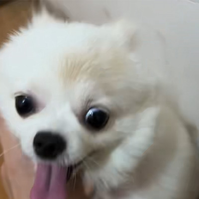 VetMedix Case Paylaşımı 丨, canine ringworm müalicəsində yüksək enerji lazerinin tətbiqi vəziyyəti