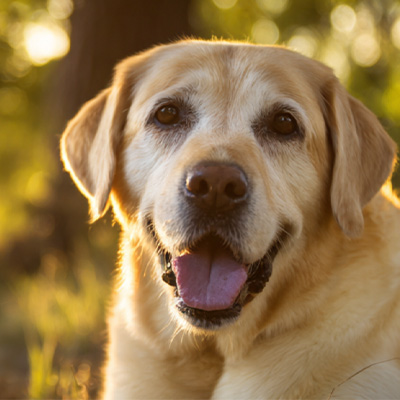 VetMedix Case Paylaşımı 丨 Əməliyyatdan sonrakı müalicəvi perianal şişlərinin müalicəsində yüksək enerji lazer terapiyasının tətbiqi vəziyyəti